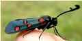 Zygaena lavandulae